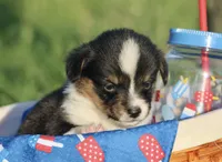 PIP - Black Tri Toy Auggie, a male Pembroke Welsh Corgi and Toy Australian Shepherd for sale in Harper, TX – 5 of 8