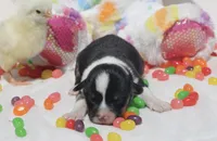 PIP - Black Tri Toy Auggie, a male Pembroke Welsh Corgi and Toy Australian Shepherd for sale in Harper, TX – Photo 1 of 7