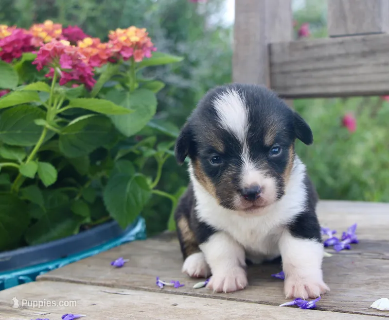 PIP - Black Tri Toy Auggie – Pembroke Welsh Corgi, Toy Australian Shepherd puppy for sale in Harper, TX