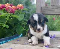 PIP - Black Tri Toy Auggie, a male Pembroke Welsh Corgi and Toy Australian Shepherd for sale in Harper, TX – 7 of 8
