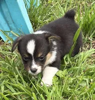 PIP - Black Tri Toy Auggie, a male Pembroke Welsh Corgi and Toy Australian Shepherd for sale in Harper, TX – 6 of 8