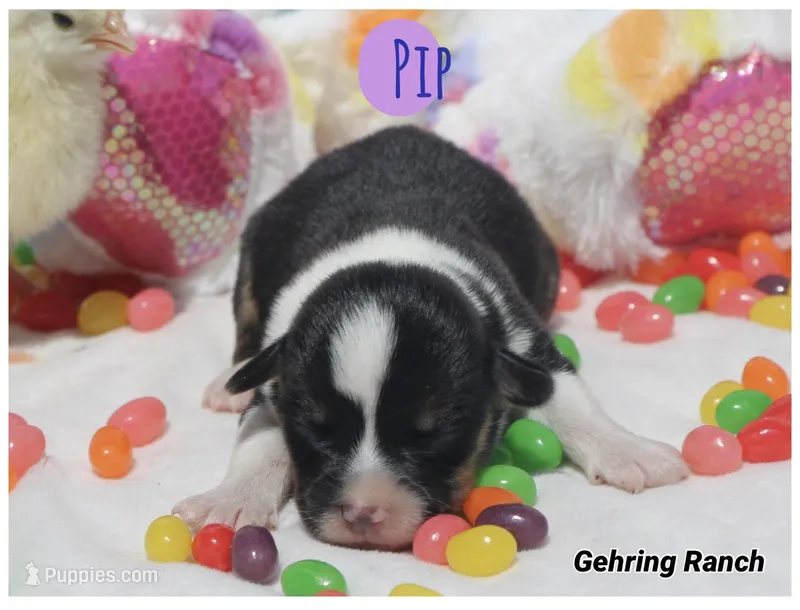PIP - Black Tri Toy Auggie – Pembroke Welsh Corgi, Toy Australian Shepherd puppy for sale in Harper, TX