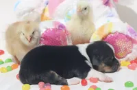 PIP - Black Tri Toy Auggie, a male Pembroke Welsh Corgi and Toy Australian Shepherd for sale in Harper, TX – Photo 5 of 7