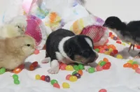 PIP - Black Tri Toy Auggie, a male Pembroke Welsh Corgi and Toy Australian Shepherd for sale in Harper, TX – Photo 7 of 7