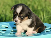 PIP - Black Tri Toy Auggie, a male Pembroke Welsh Corgi and Toy Australian Shepherd for sale in Harper, TX – 4 of 8