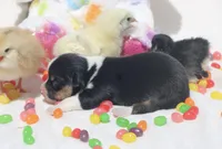 PIP - Black Tri Toy Auggie, a male Pembroke Welsh Corgi and Toy Australian Shepherd for sale in Harper, TX – Photo 6 of 7