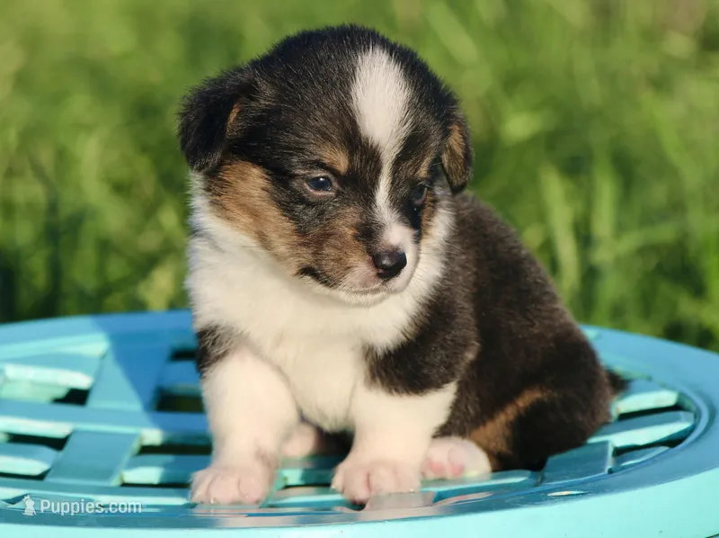 PIP - Black Tri Toy Auggie – Pembroke Welsh Corgi, Toy Australian Shepherd puppy for sale in Harper, TX