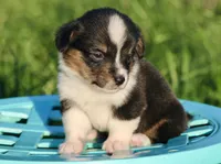 PIP - Black Tri Toy Auggie, a male Pembroke Welsh Corgi and Toy Australian Shepherd for sale in Harper, TX – 1 of 8
