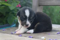 PIP - Black Tri Toy Auggie, a male Pembroke Welsh Corgi and Toy Australian Shepherd for sale in Harper, TX – 3 of 8