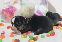 PIP - Black Tri Toy Auggie, a male Pembroke Welsh Corgi and Toy Australian Shepherd for sale in Harper, TX – Photo 3 of 7