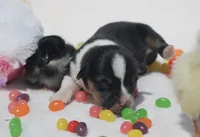 PIP - Black Tri Toy Auggie, a male Pembroke Welsh Corgi and Toy Australian Shepherd for sale in Harper, TX – Photo 2 of 7