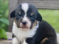 PIP - Black Tri Toy Auggie, a male Pembroke Welsh Corgi and Toy Australian Shepherd for sale in Harper, TX – 8 of 8