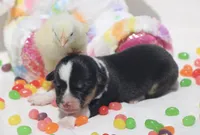 PIP - Black Tri Toy Auggie, a male Pembroke Welsh Corgi and Toy Australian Shepherd for sale in Harper, TX – Photo 4 of 7