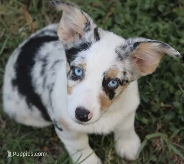 Liberty - Toy Merle Auggie – Pembroke Welsh Corgi, Toy Australian Shepherd puppy for sale in Harper, TX