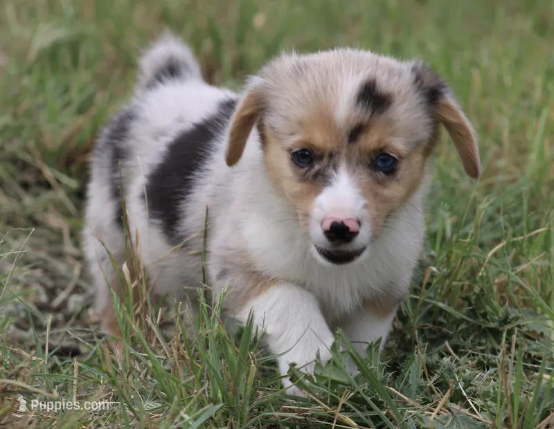 LILY - Blue Merle Toy Auggie – Pembroke Welsh Corgi, Toy Australian Shepherd puppy for sale in Harper, TX
