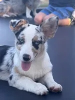 Liberty - Blue Merle Toy Auggie, a female Pembroke Welsh Corgi and Toy Australian Shepherd for sale in Harper, TX – 3 of 5