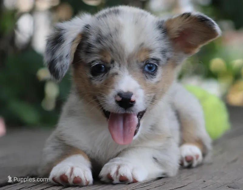 CHIRP - Blue Merle Toy Auggie – Pembroke Welsh Corgi, Toy Australian Shepherd puppy for sale in Harper, TX
