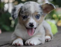 CHIRP - Blue Merle Toy Auggie, a male Pembroke Welsh Corgi and Toy Australian Shepherd for sale in Harper, TX – 1 of 10