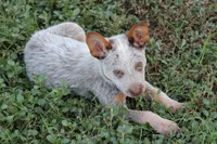 True Chocolate Heeler, a female Australian Cattle Dog for sale in Harper, TX – 2 of 3