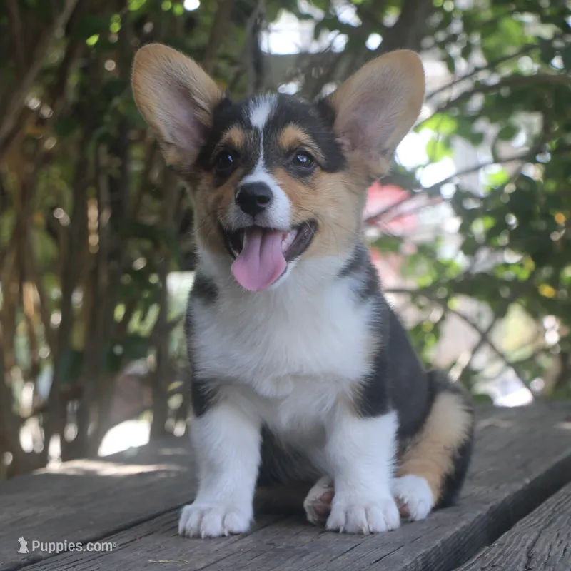 PIP - Black Tri Toy Auggie – Pembroke Welsh Corgi, Toy Australian Shepherd puppy for sale in Harper, TX