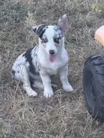 Liberty - Blue Merle Toy Auggie, a female Pembroke Welsh Corgi and Toy Australian Shepherd for sale in Harper, TX – 2 of 5