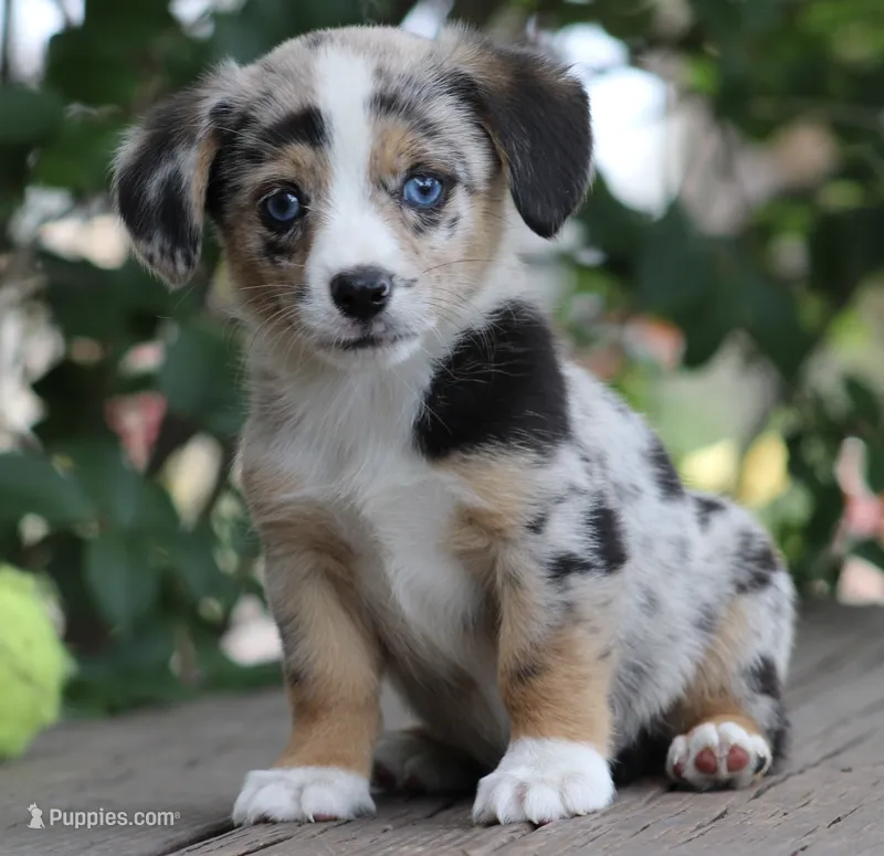 JELLYBEAN - Blue Merle Toy Auggie – Pembroke Welsh Corgi, Toy Australian Shepherd puppy for sale in Harper, TX