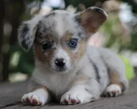 CHIRP - Blue Merle Toy Auggie, a male Pembroke Welsh Corgi and Toy Australian Shepherd for sale in Harper, TX – 5 of 10