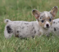 CHIRP - Blue Merle Toy Auggie, a male Pembroke Welsh Corgi and Toy Australian Shepherd for sale in Harper, TX – 4 of 10