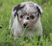 PEEP - Blue Merle Toy Auggie, a male Pembroke Welsh Corgi and Toy Australian Shepherd for sale in Harper, TX – 2 of 10