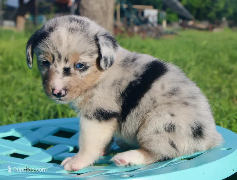 PEEP - Blue Merle Toy Auggie – Pembroke Welsh Corgi, Toy Australian Shepherd puppy on hold in Harper, TX