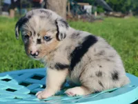 PEEP - Blue Merle Toy Auggie, a male Pembroke Welsh Corgi and Toy Australian Shepherd for sale in Harper, TX – 1 of 10