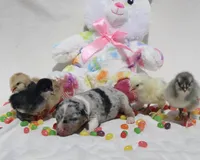 PEEP - Blue Merle Toy Auggie, a male Pembroke Welsh Corgi and Toy Australian Shepherd for sale in Harper, TX – Photo 7 of 9