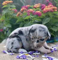 PEEP - Blue Merle Toy Auggie, a male Pembroke Welsh Corgi and Toy Australian Shepherd for sale in Harper, TX – 9 of 10
