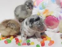 PEEP - Blue Merle Toy Auggie, a male Pembroke Welsh Corgi and Toy Australian Shepherd for sale in Harper, TX – Photo 5 of 9