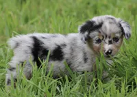 PEEP - Blue Merle Toy Auggie, a male Pembroke Welsh Corgi and Toy Australian Shepherd for sale in Harper, TX – 4 of 10