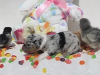 PEEP - Blue Merle Toy Auggie, a male Pembroke Welsh Corgi and Toy Australian Shepherd for sale in Harper, TX – Photo 3 of 9