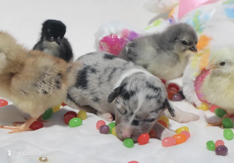PEEP - Blue Merle Toy Auggie – Pembroke Welsh Corgi, Toy Australian Shepherd puppy for sale in Harper, TX