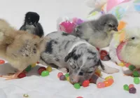 PEEP - Blue Merle Toy Auggie, a male Pembroke Welsh Corgi and Toy Australian Shepherd for sale in Harper, TX – Photo 1 of 9