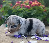 PEEP - Blue Merle Toy Auggie, a male Pembroke Welsh Corgi and Toy Australian Shepherd for sale in Harper, TX – 10 of 10