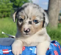 PEEP - Blue Merle Toy Auggie, a male Pembroke Welsh Corgi and Toy Australian Shepherd for sale in Harper, TX – 5 of 10