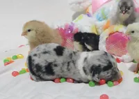 PEEP - Blue Merle Toy Auggie, a male Pembroke Welsh Corgi and Toy Australian Shepherd for sale in Harper, TX – Photo 8 of 9