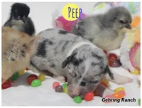 PEEP - Blue Merle Toy Auggie, a male Pembroke Welsh Corgi and Toy Australian Shepherd for sale in Harper, TX – Photo 1 of 9