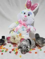 PEEP - Blue Merle Toy Auggie, a male Pembroke Welsh Corgi and Toy Australian Shepherd for sale in Harper, TX – Photo 2 of 9