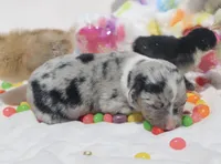 PEEP - Blue Merle Toy Auggie, a male Pembroke Welsh Corgi and Toy Australian Shepherd for sale in Harper, TX – Photo 6 of 9