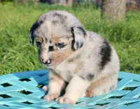 PEEP - Blue Merle Toy Auggie, a male Pembroke Welsh Corgi and Toy Australian Shepherd for sale in Harper, TX – 3 of 10