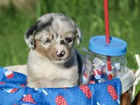 PEEP - Blue Merle Toy Auggie, a male Pembroke Welsh Corgi and Toy Australian Shepherd for sale in Harper, TX – 7 of 10