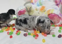 PEEP - Blue Merle Toy Auggie, a male Pembroke Welsh Corgi and Toy Australian Shepherd for sale in Harper, TX – Photo 4 of 9