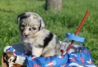 PEEP - Blue Merle Toy Auggie, a male Pembroke Welsh Corgi and Toy Australian Shepherd for sale in Harper, TX – 6 of 10