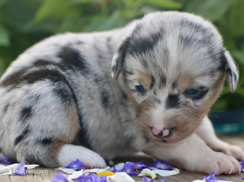 PEEP - Blue Merle Toy Auggie – Pembroke Welsh Corgi, Toy Australian Shepherd puppy for sale in Harper, TX