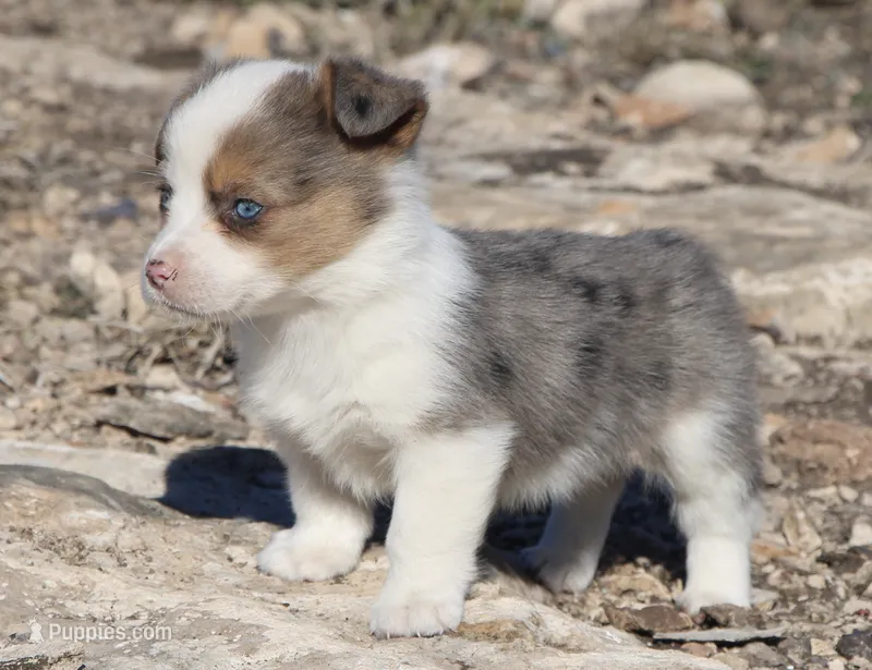 Blue Eyed Merle Toy Auggie